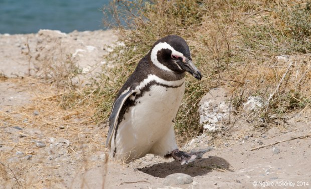 Magellanic Penguin sleeping walking, Peninsula Valdes