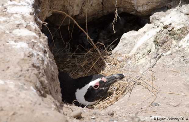 Magellanic Penguin in its nest, Peninsula Valdes
