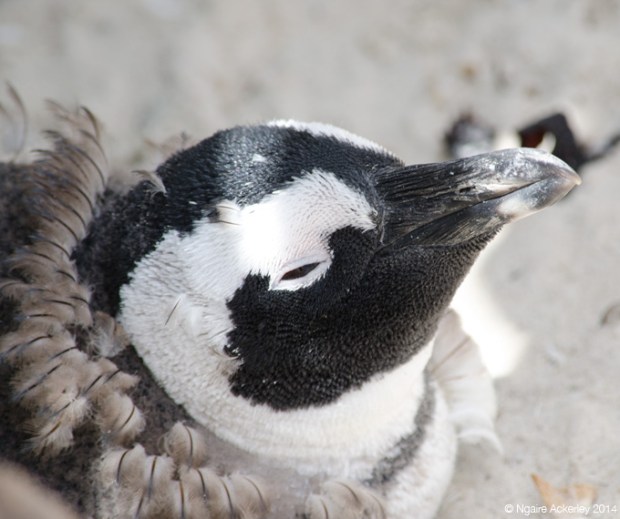 Penguin yet to loose its fluffy feathers