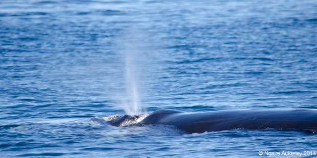 Southern Right Whale, Puerto Piramides