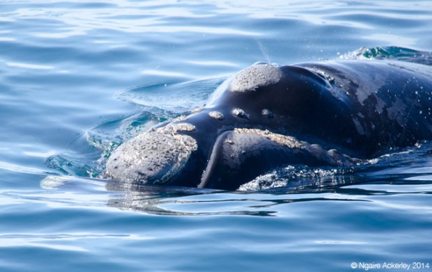 Southern Right Whale (head), Puerto Piramides