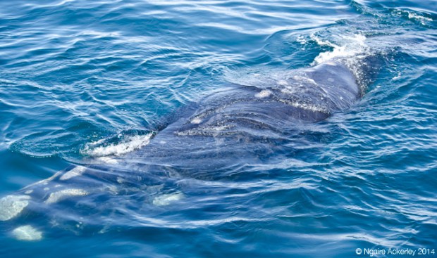 Southern Right Whale (close to boat), Puerto Piramides