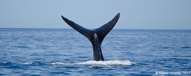 Southern Right Whale Tail, Puerto Piramides