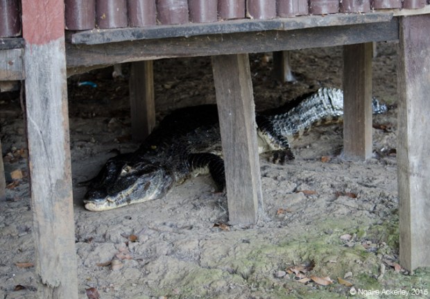Alligator under Ecolodge, Pampas, Bolivia