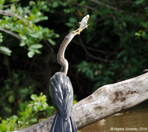 Bird catching a fish