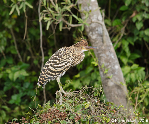 A bird in the Pampas, Bolivia