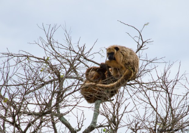 Brown Howler Monkeys, Pampas, Bolivia