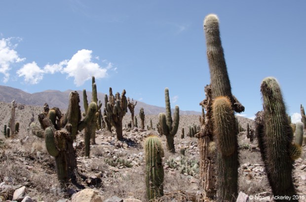 Cactus at Pucara de Tilcara