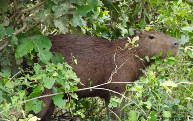 Capybara