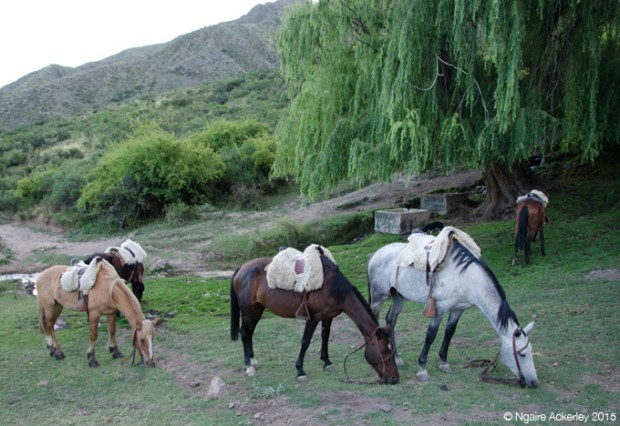 Horses in the Andes - mine was the dark brown one