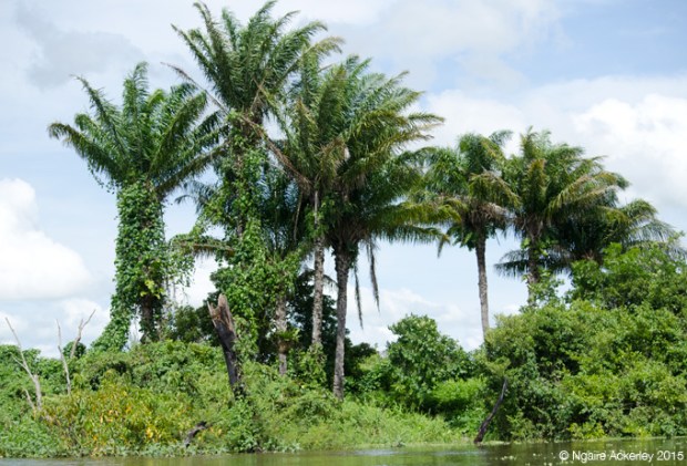 Landscape in the Pampas