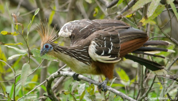Bird of Paradise, Pampas, Bolivia