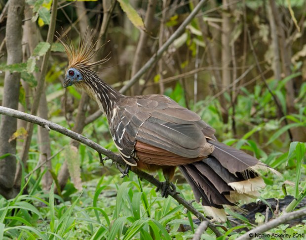 Bird of Paradise, Pampas, Bolivia