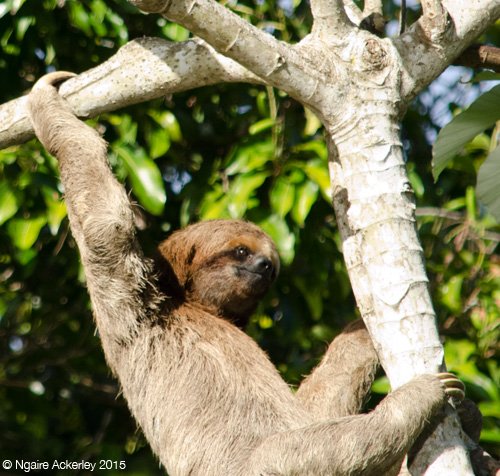 Sloth in tree (climbing down)