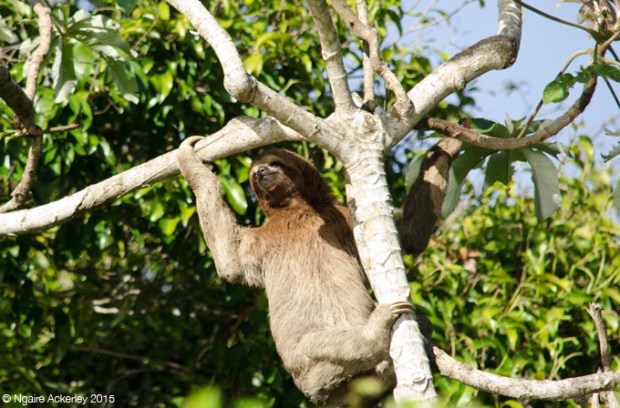 Sloth in tree (climbing down)