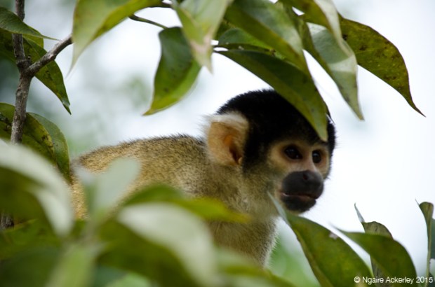 Squirrel Monkey