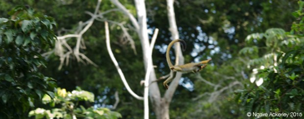 Squirrel monkey flying through the trees
