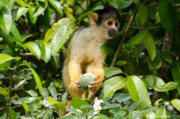 Squirrel Monkey