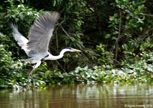 Stork Flying in the Pampas