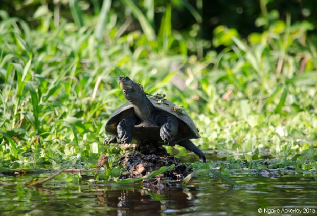 Turtle in the Pampas, Bolivia