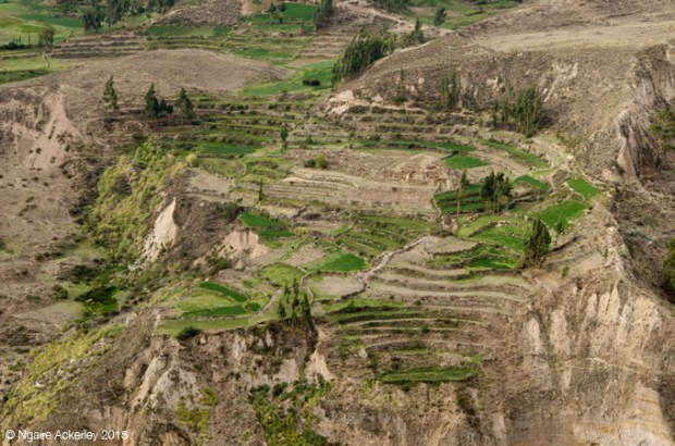 Colca Canyon Peru