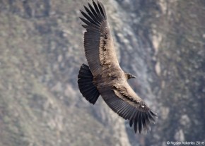 A condor flying in Colca Canyon