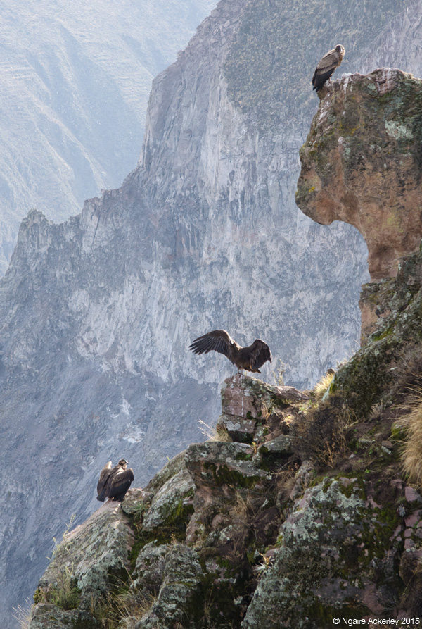 Three Condor in Colca Canyon
