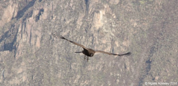 Condor flying in Colca Canyon