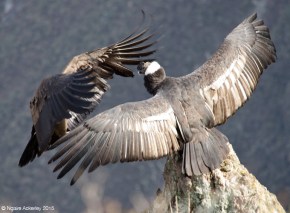 Condor in Colca Canyon
