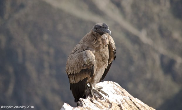 Condor in Colca Canyon