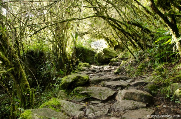 Some of the path up Machu Picchu Mountain