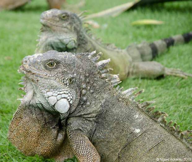 Iguana Park, Guayaquil