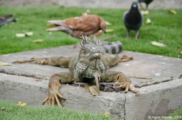 Iguana Park, Guayaquil
