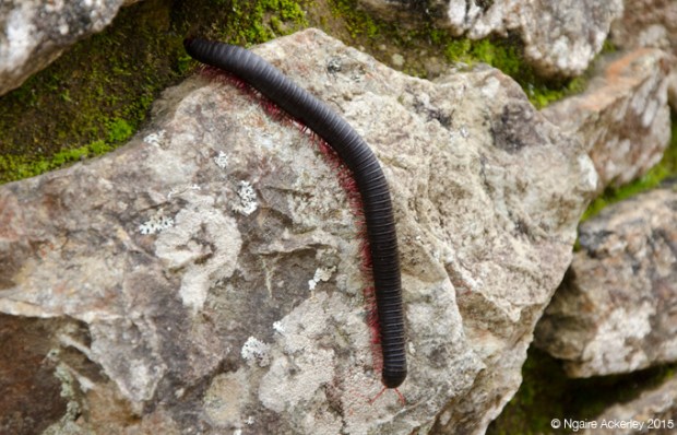 Token giant bug inside the city of Machu Picchu