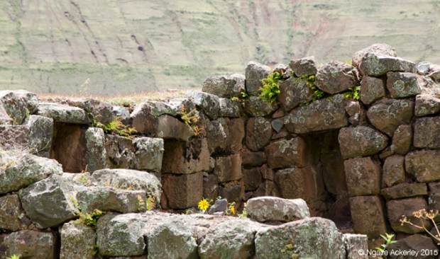 Flowers growing amongst the ruins