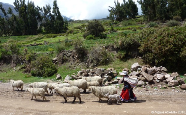 Sheep herding in Colca Canyon