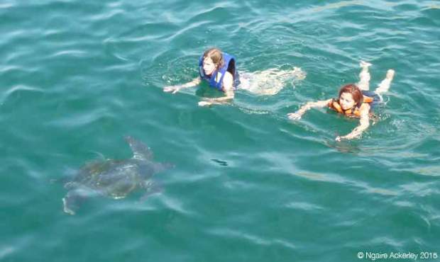 Swimming with turtles