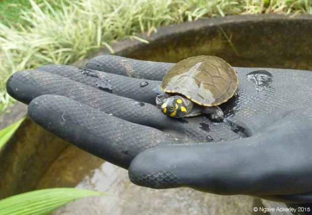 Baby Turtle