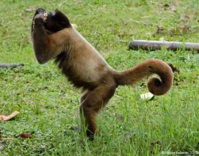 Chorongo enjoying sugar cane