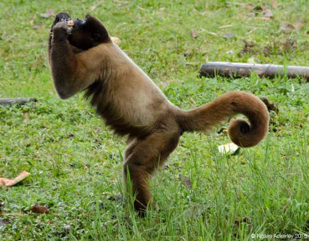 Chorongo enjoying sugar cane