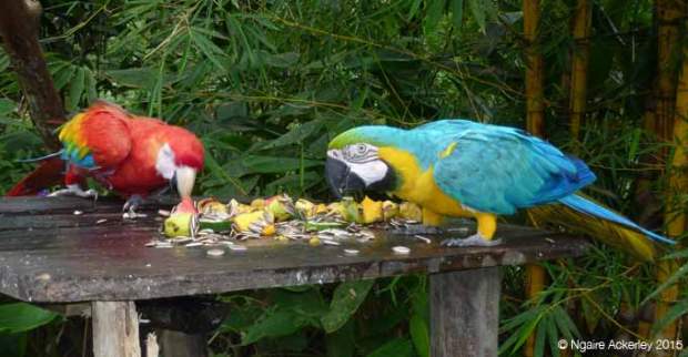 Macaws