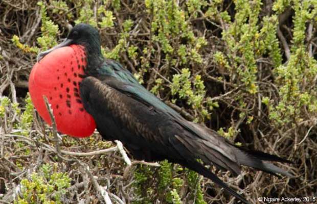 Male Red Frigate Bird, Punta Pit, San Cristobal