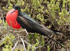 Male Red Frigate Bird