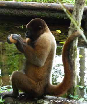 Chorongo enjoying its egg