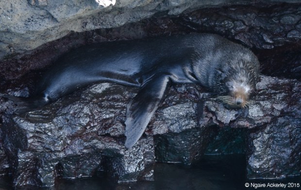 Big angry fur sea lion