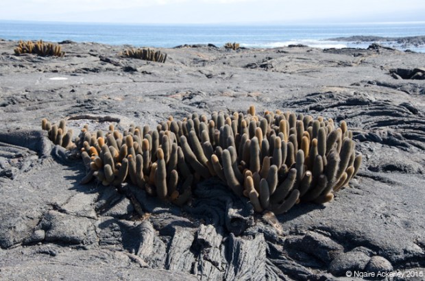 Cactus on Fernandina Island