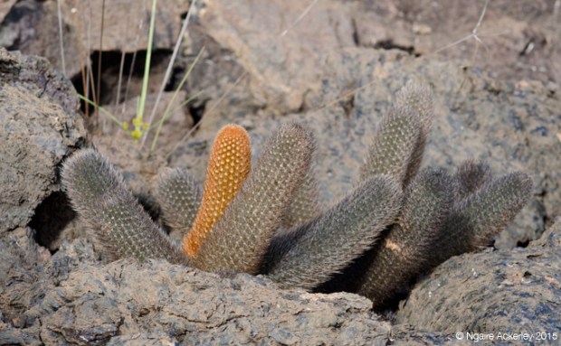 Cactus amongst rocks on Isabela Island (Western side)