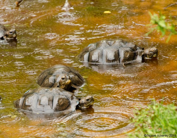 Baby Tortoises, Charles Darwin Breeding Centre
