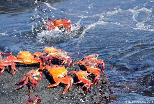 Crabs taking turns jumping