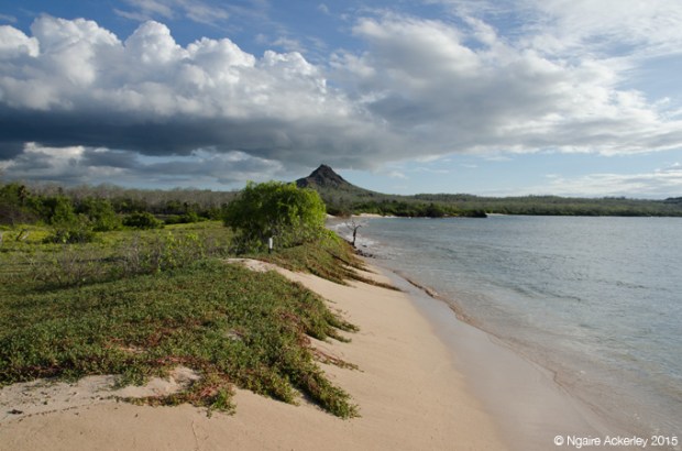 Beach on Santa Cruz